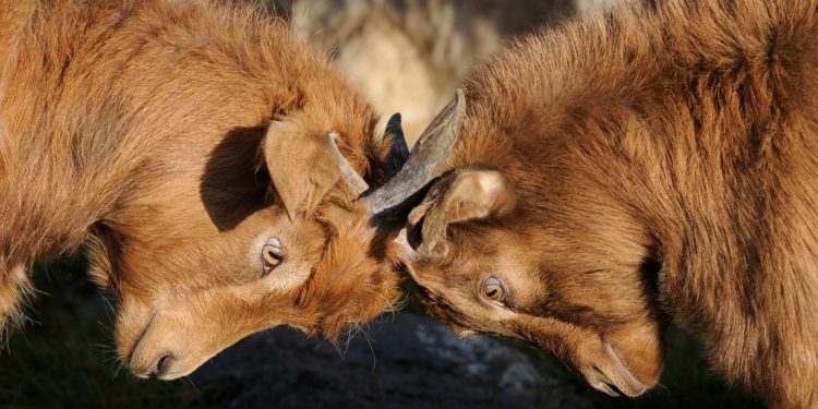 Der Umgang mit Trollen 4 Streitende User - Symvol